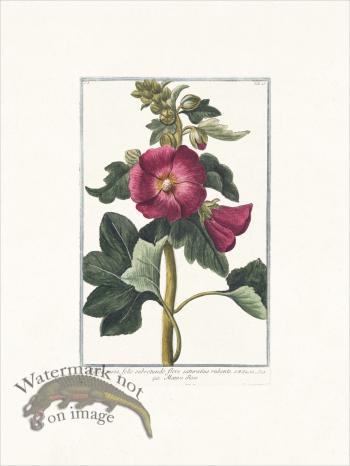 Bonelli 045 Malva Rosea